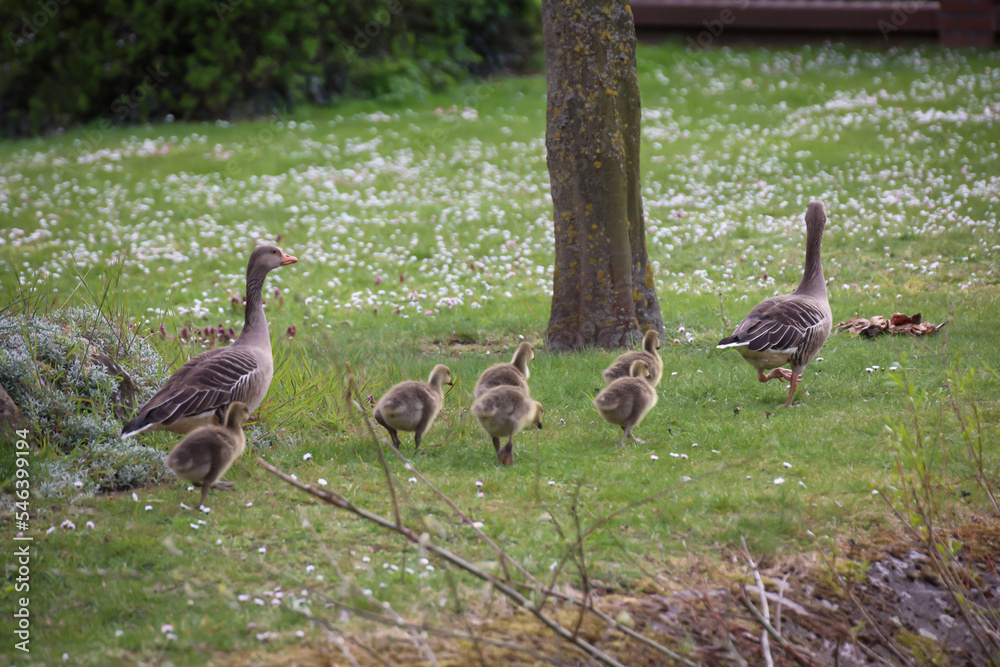 Das Familienleben einer Graugans Familie an einem Teich. Das Familienleben einer Graugans Familie an einem Teich.