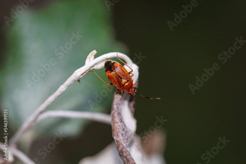 Ein Gemeiner Nimrod (Deraeocoris ruber) auf dem Zweig einer Pflanze. photo