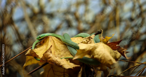 Eine Rauhe Grasnatter faul auf Laub liegend.
 photo