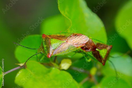 Zwei Wipfel Stachelwanzen, Acanthosoma haemorrhoidale bei der Paarung. photo