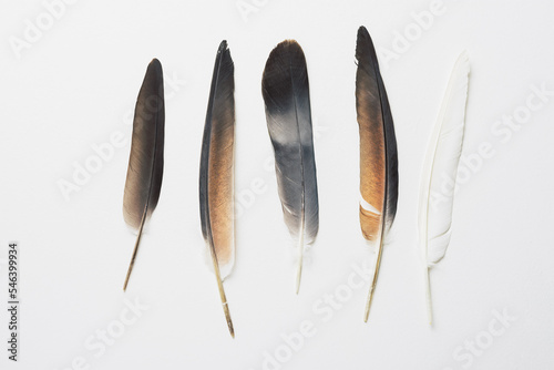 Bird pigeon feathers.