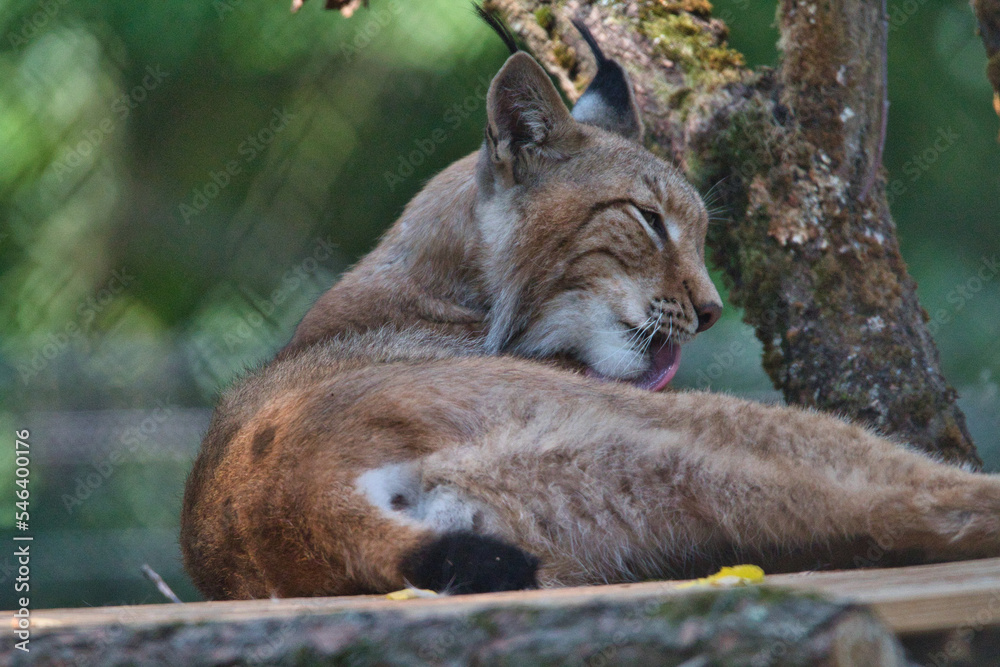 Fototapeta premium Luchs