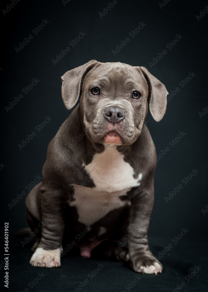 Cute gray puppy with a white spot on his chest poses for a photo