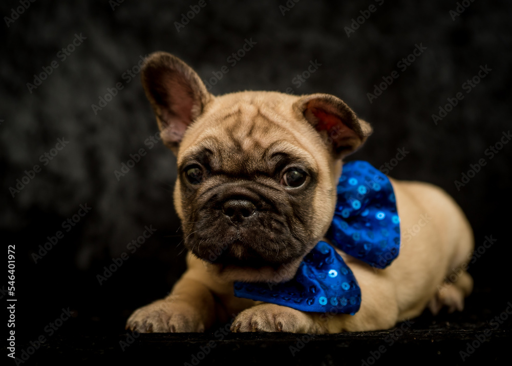 Cute puppy with a beautiful blue bow around his neck poses for a photo