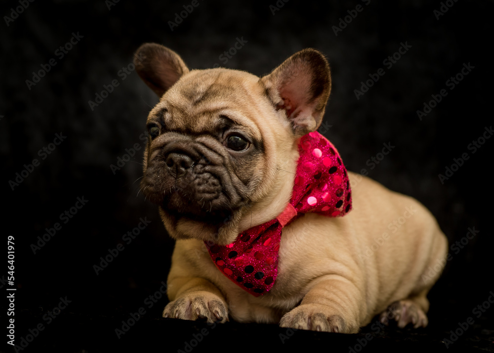 Cute puppy with a beautiful red bow around his neck poses for a photo