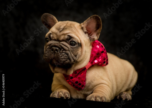 Cute puppy with a beautiful red bow around his neck poses for a photo