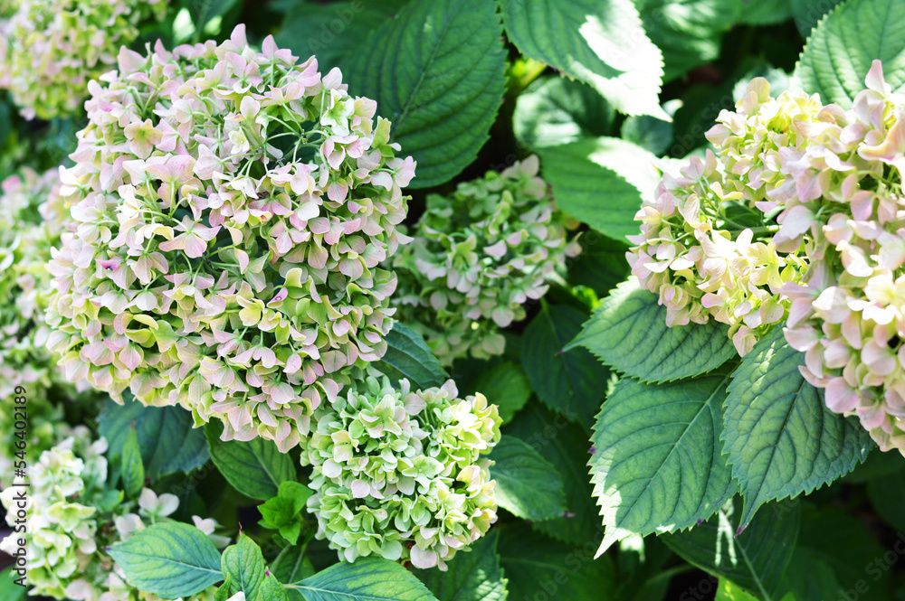 Hydrangea flowers in autumn garden. Hydrangea macrophylla background Hydrangea flowers in autumn garden. Hydrangea macrophylla background