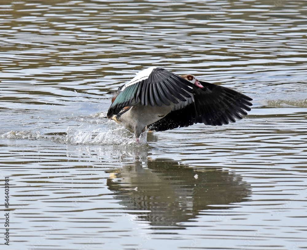 Nilgans
