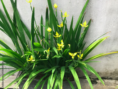 trimezia flower or trimezia martinicensis from iridaceae family. S