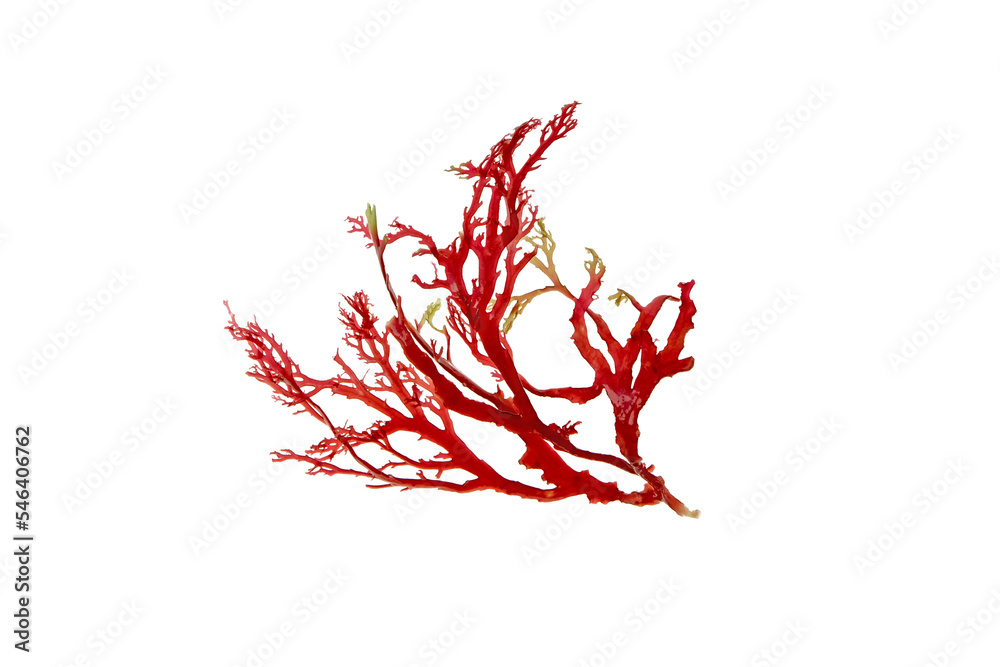 Red seaweed or algae branch isolated transparent png - obrazy, fototapety, plakaty 