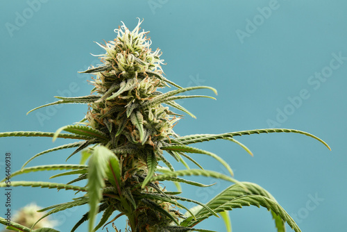 Fotografie Close-up of a marijuana buds flower isolated on a light blue background