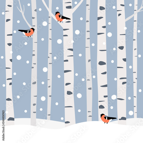 Snowy birch forest with birds sitting on branches. Three bullfinches in winter scene.