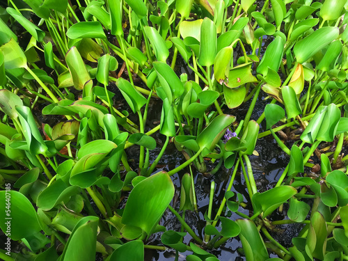 aquatic plants that can float, this plant is called Enceng Gondok. photo