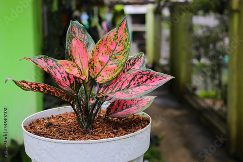 Aglaonema plant on white pot in the backyard. photo