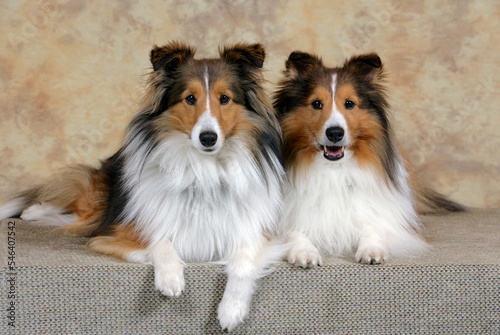 Two  beautiful Shetland Sheepdog in house,  looking at camera.
