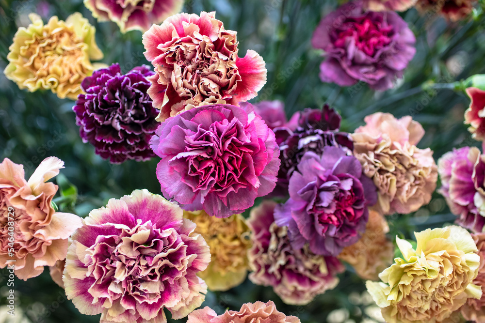 Colombia offers a wide range of flowers such as roses, carnations, chrysanthemums, orchids, hydrangeas, pompons, anthuriums, heliconias, alstroemerias, among others. Colombia offers a wide range of flowers such as roses, carnations, chrysanthemums, orchids, hydrangeas, pompons, anthuriums, heliconias, alstroemerias, among others.