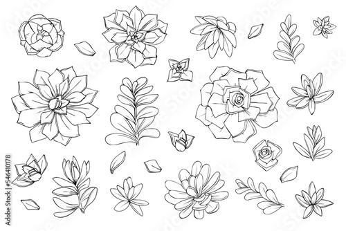 set of objects flowers succulents cacti graphics sketch