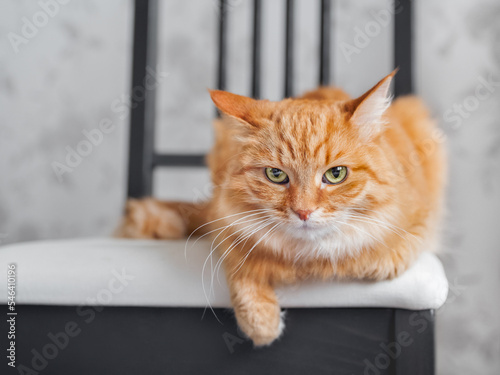 Ginget is lying on black chair. Close up portrait of green-eyed cute pet. Domestic animal at home. photo