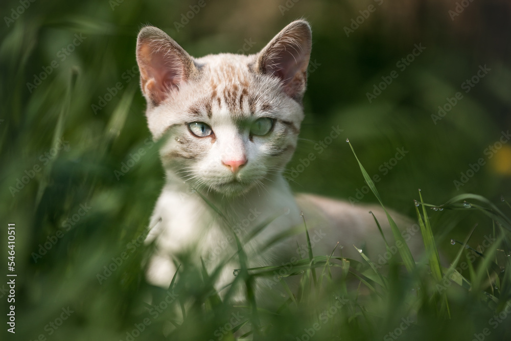 Snow Bengal Kitten in high Grass