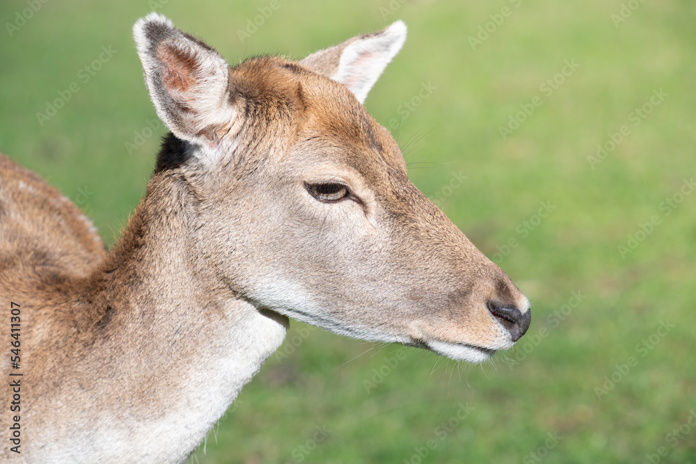 Portrait of a young hind standing in the green meadow. You can see the head, the long neck, the eyes, the ears and the snout. Portrait of a young hind standing in the green meadow. You can see the head, the long neck, the eyes, the ears and the snout.