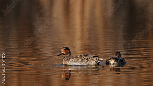 Green Winged Teal photo