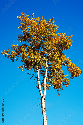 Obraz na plátně Autumn gold and orange leaves on the top of a tall poplar tree against a vibrant blue sky in the late fall afternoon