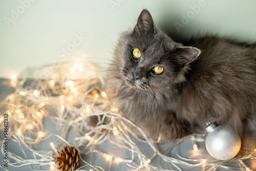 A gray fluffy cat with yellow eyes looks into the camera on a light background with Christmas tree toys, garlands and cones. View from above. The concept of New Year and Christmas. Copy space