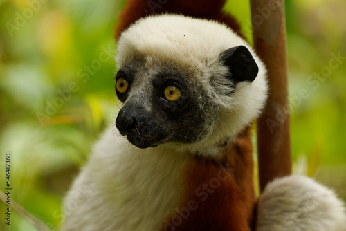 Coquerels Sifaka - Propithecus coquereli diurnal lemur of genus Propithecus, native to northwest Madagascar, Coquerel's sifaka was considered to be subspecies of Verreaux's sifaka, white and rufous photo