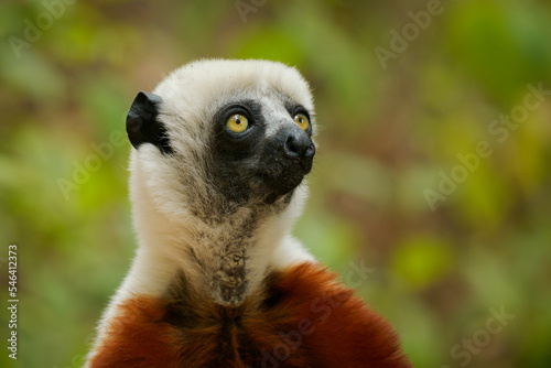 Coquerels Sifaka - Propithecus coquereli diurnal lemur of genus Propithecus, native to northwest Madagascar, Coquerel's sifaka was considered to be subspecies of Verreaux's sifaka, white and rufous photo