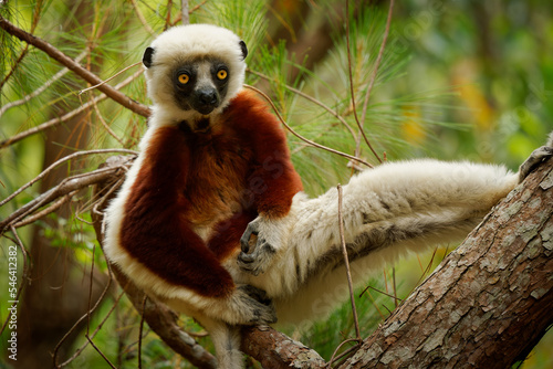 Coquerels Sifaka - Propithecus coquereli diurnal lemur of genus Propithecus, native to northwest Madagascar, Coquerel's sifaka was considered to be subspecies of Verreaux's sifaka, white and rufous photo