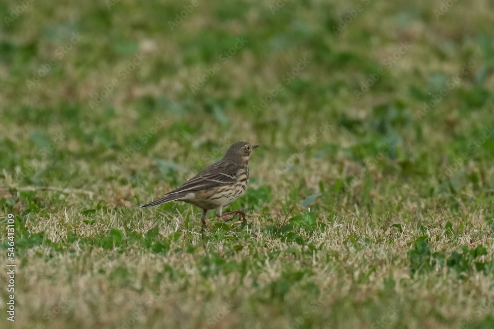 buff bellied pipit in a grass field