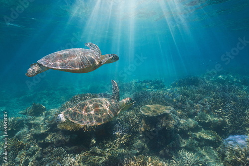 Fototapeta Naklejka Na Ścianę i Meble -  Underwater sunlight with two green sea turtles in a coral reef, south Pacific ocean, New Caledonia