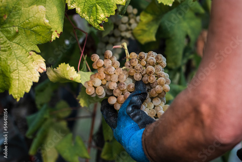 Mão de trabalhador da vindima apanha cacho de uvas brancas photo