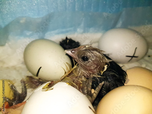 the black and yellow chicks have just hatched in the incubator. eggs are marked with special marks for a coup .during incubation