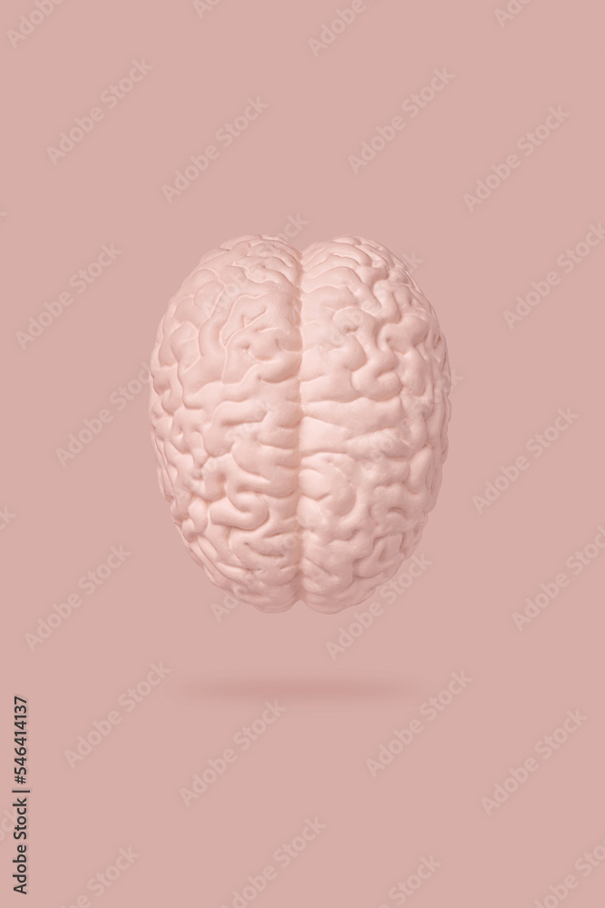 Top view of the human brain model isolated on pink background close up. The concept of neurosurgery, health care Top view of the human brain model isolated on pink background close up. The concept of neurosurgery, health care