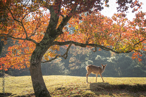 紅葉と鹿の後ろ姿 / Autumn leaves and back view of deer photo