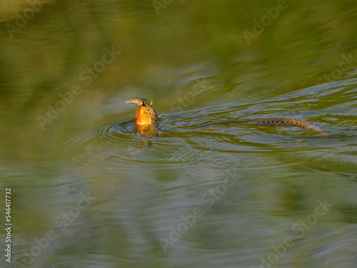 Dice Snake holding goldfish and swimming in green water