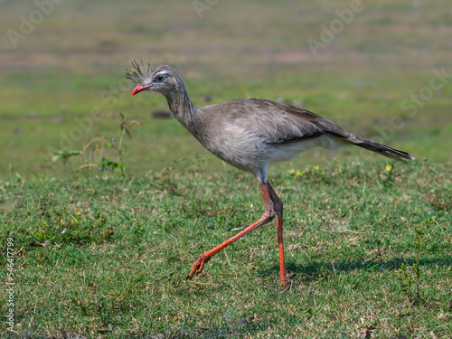 Red-legged seriema standing in a grass field photo