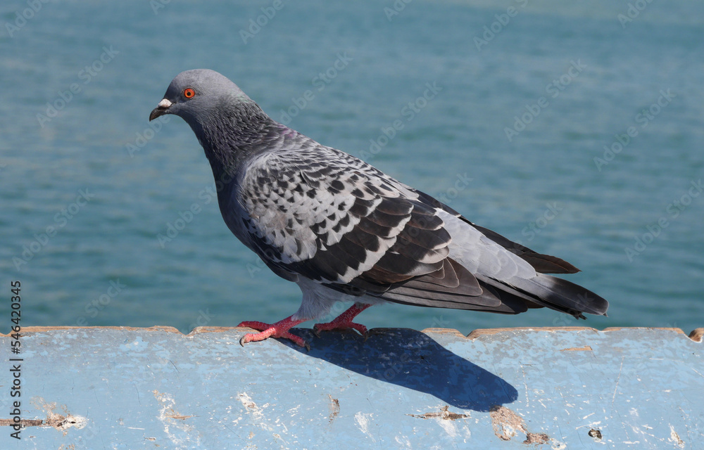Pigeon on the San Clemente Pier in Orange County, California, USA Pigeon on the San Clemente Pier in Orange County, California, USA