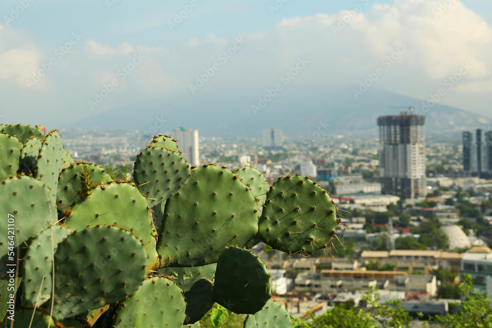 Beautiful view of cactuses with thorns against city and many buildings under cloudy sky, closeup. Space for text Beautiful view of cactuses with thorns against city and many buildings under cloudy sky, closeup. Space for text
