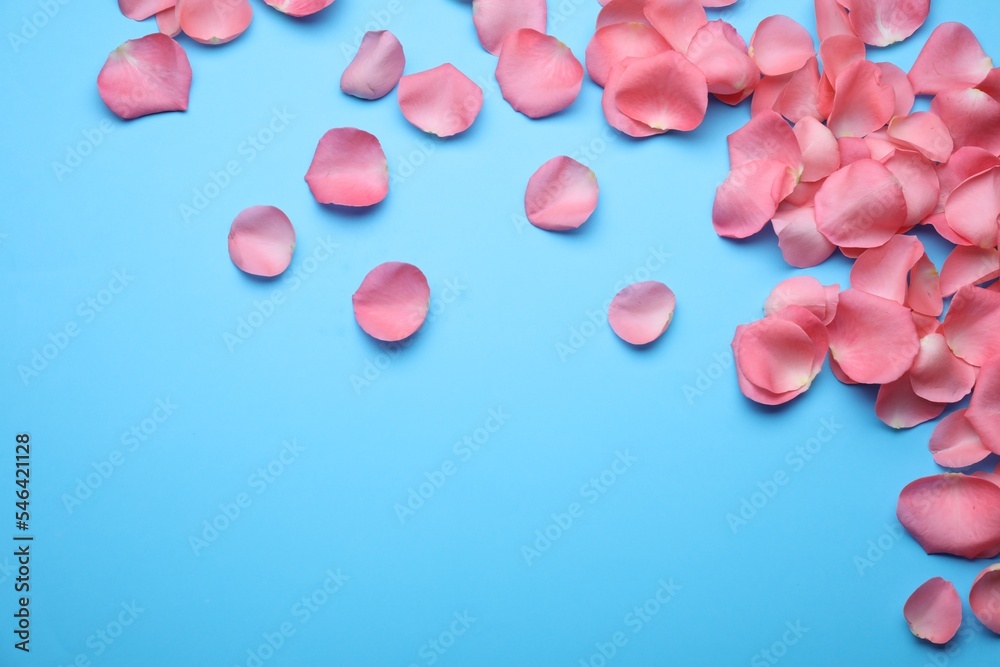 Beautiful pink rose flower petals on light blue background, flat lay. Space for text Beautiful pink rose flower petals on light blue background, flat lay. Space for text