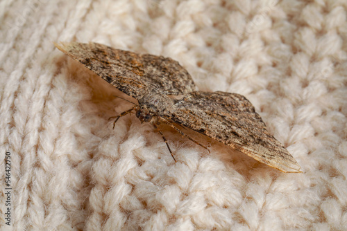 Alcis repandata moth on beige knitted sweater, closeup photo