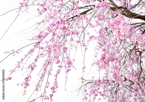 ピンクの枝垂れ桜、しだれ桜のクローズアップ、日本の春の桜の花、サクラ