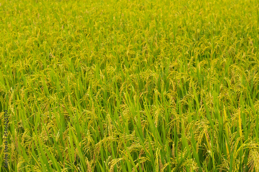 Yellow green rice field rainy season in Thailand. Yellow green rice field rainy season in Thailand.