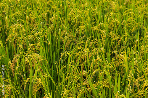 yellow green rice field rainy season in Thailand.