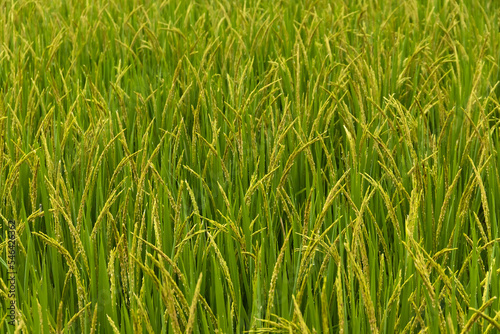 Close up of yellow green rice field rainy season in Thailand.