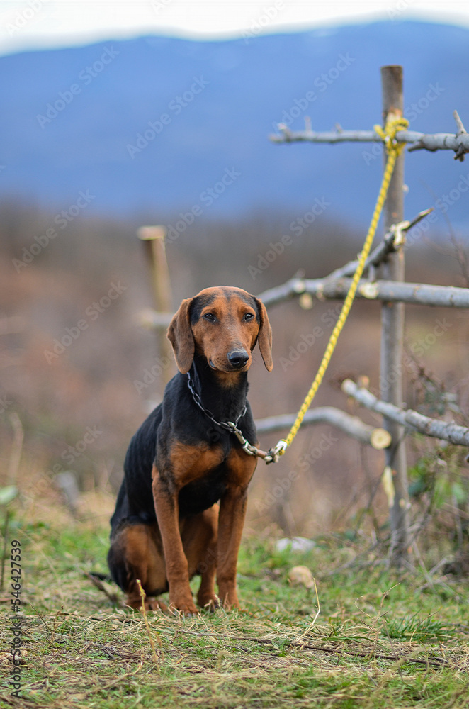 dog in the field