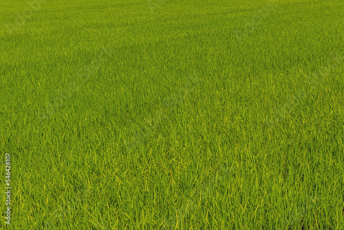 The landscape of green young rice fields.