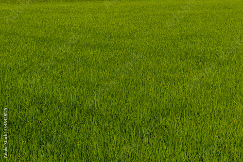 The landscape of green young rice fields.