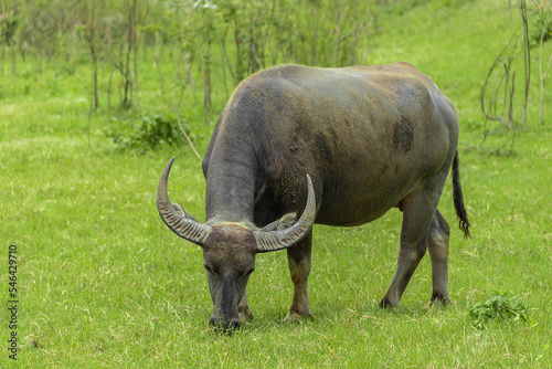 Thai buffalo eating grass in big neutral field.